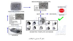 شکل سه خطوط انگشت